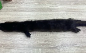 Купить Шкура норки (коричневый) б/у , в Казань Цена:1500рублей