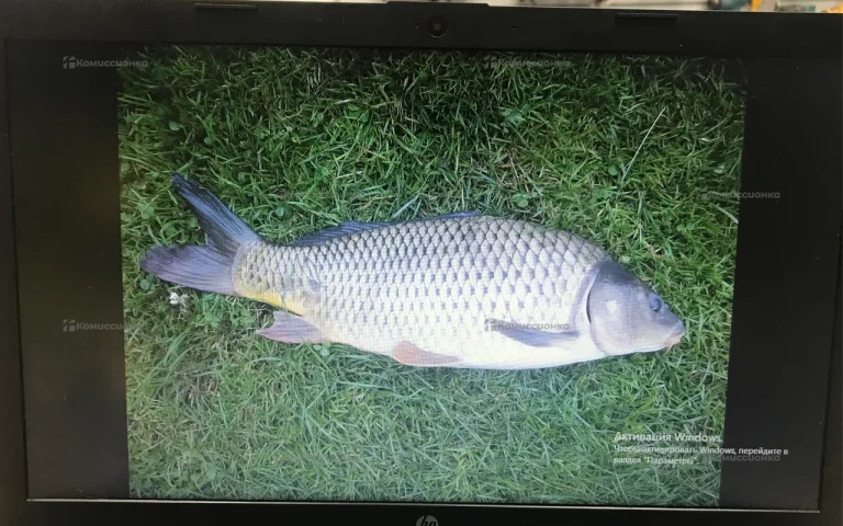 Ноутбук  HP 250 G7