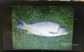 Купить Ноутбук  HP 250 G7 б/у , в Симферополь Цена:7900рублей