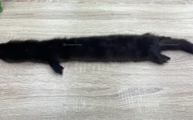 Купить Шкура норки (коричневый) б/у , в Казань Цена:1500рублей