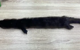 Купить Шкура норки (коричневый) б/у , в Казань Цена:1500рублей