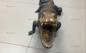 Макет крокодила
